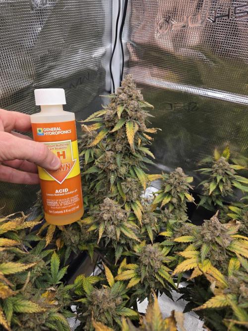 Speedrun Fatality. Week 11