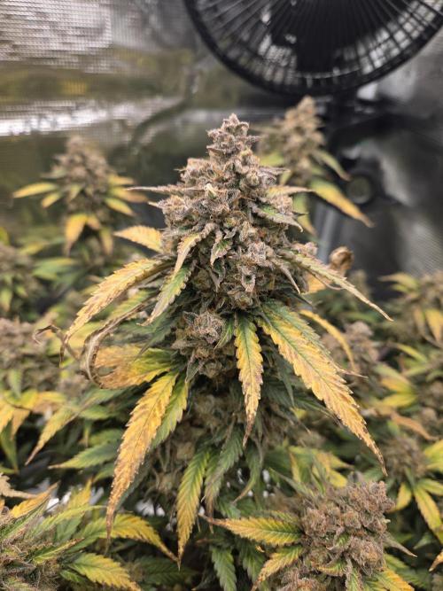 Speedrun Fatality. Week 11