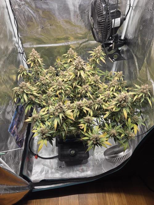 Speedrun Fatality. Week 11