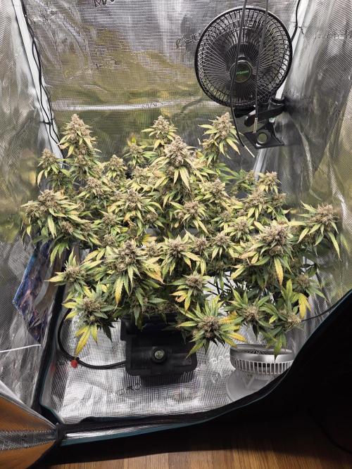 Speedrun Fatality. Week 11