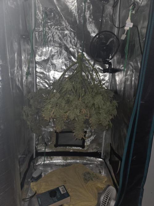 Speedrun Fatality. Week 13