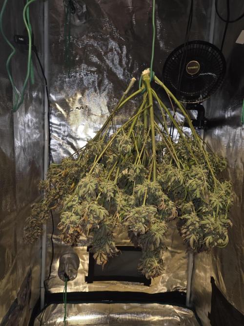 Speedrun Fatality. Week 13