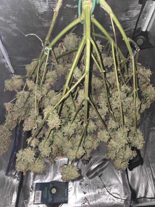 Speedrun Fatality. Week 13