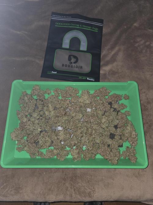 Speedrun Fatality. Week 13