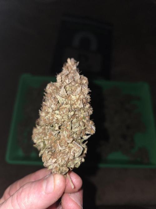 Speedrun Fatality. Week 13