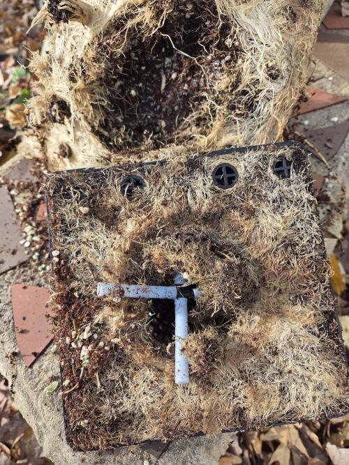 Speedrun Fatality. Week 13