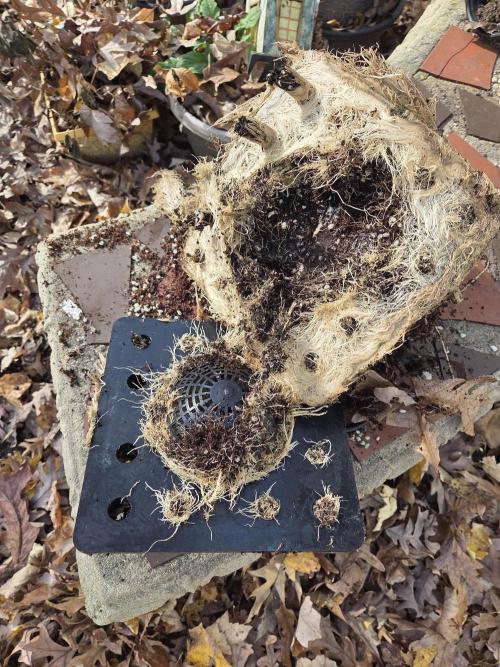 Speedrun Fatality. Week 13