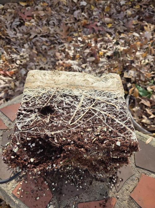 Speedrun Fatality. Week 13