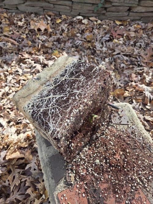 Speedrun Fatality. Week 13