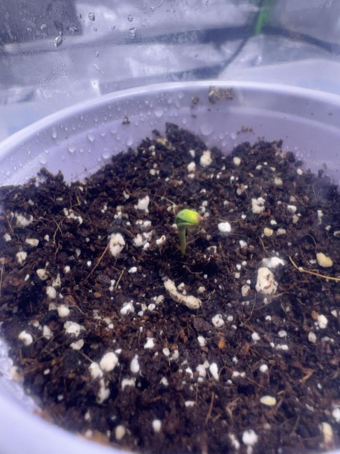 My first Grow (redo). Week 0 - Tahoe Hydro OG