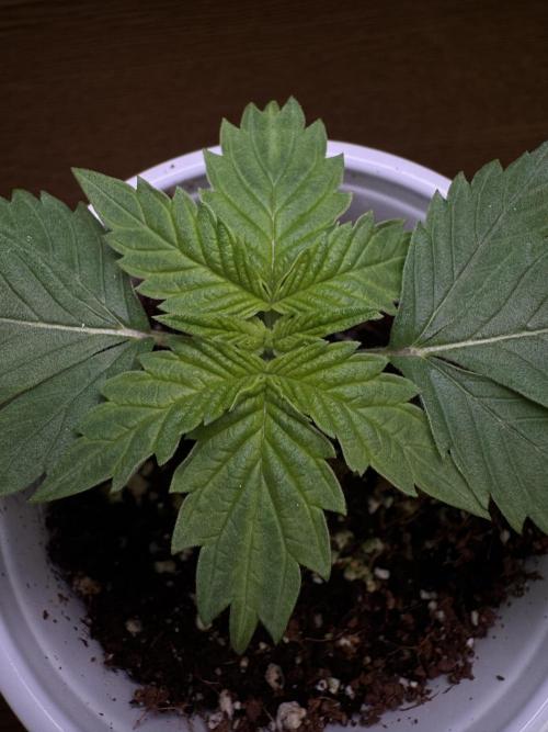 My first Grow (redo). Week 2 - Nutes are 3 part flora GH
Silica Blast
Cal-Mag fox farms
Sticky Bandit Cronk