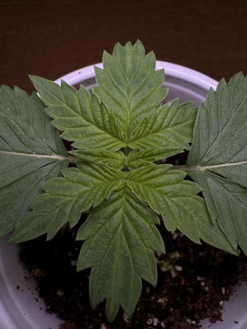 My first Grow (redo). Week 2