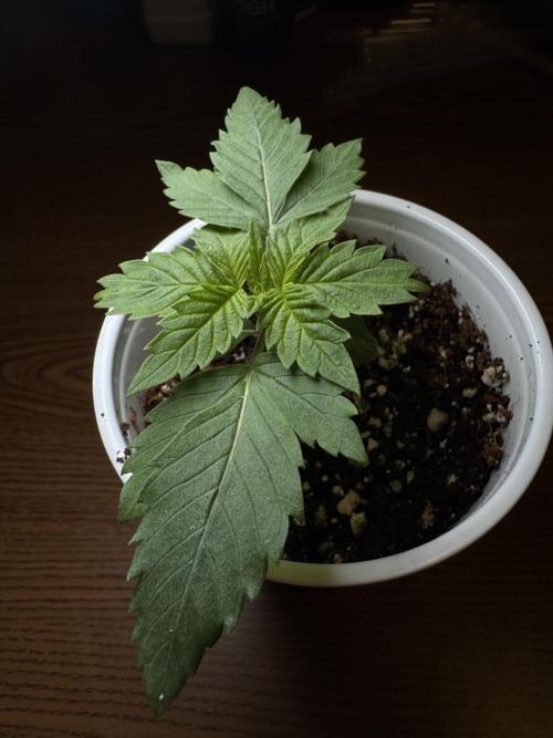 My first Grow (redo). Week 2