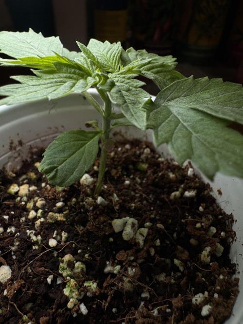 My first Grow (redo). Week 2