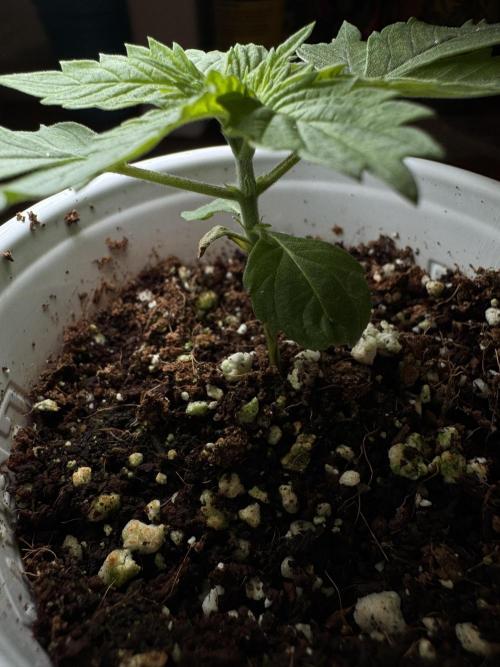 My first Grow (redo). Week 2