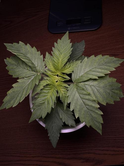 My first Grow (redo). Week 3