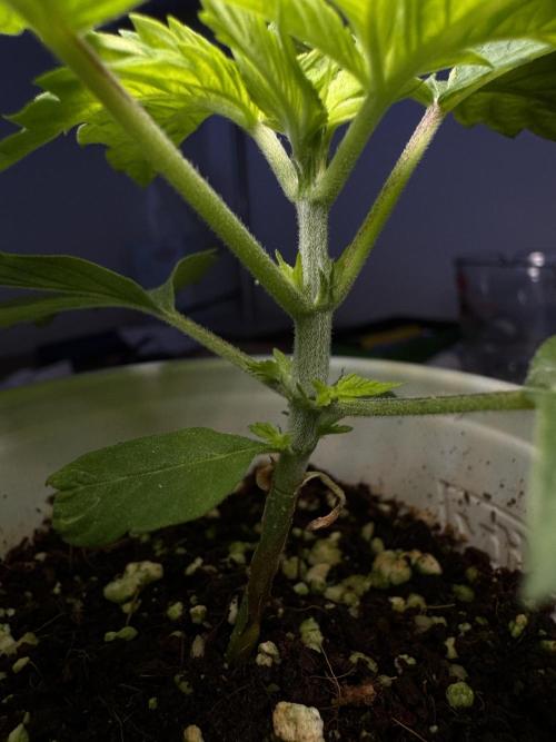 My first Grow (redo). Week 3