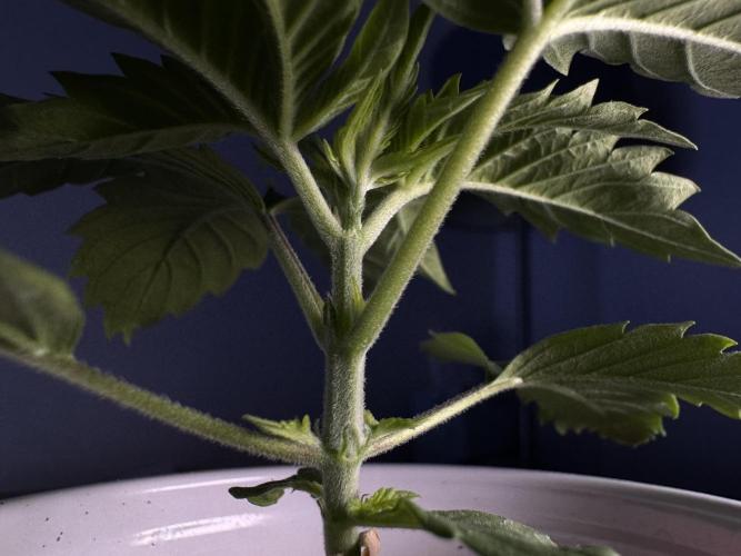 My first Grow (redo). Week 3