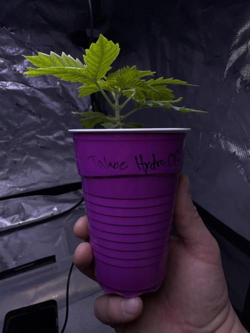 My first Grow (redo). Week 3