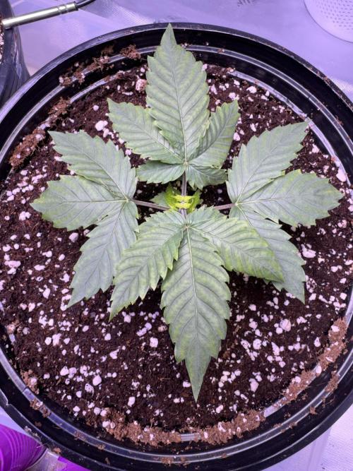 My first Grow (redo). Week 3 - There she is in her now home 