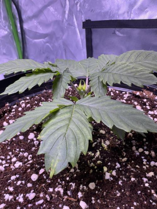 My first Grow (redo). Week 3 - Another view of where she was topped