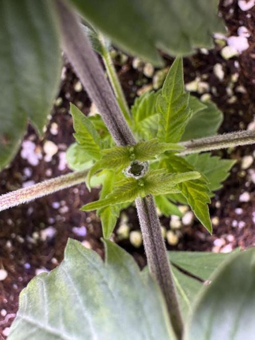 My first Grow (redo). Week 3 - Also topped her above 3rd node