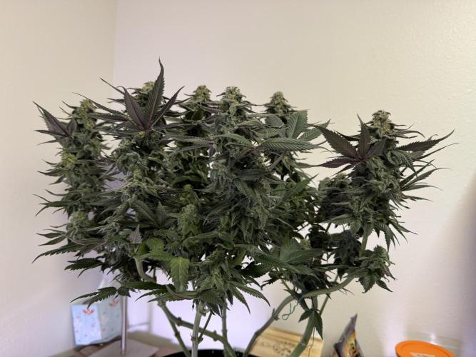 My first Grow (redo). Week 7