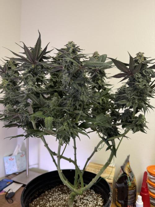 My first Grow (redo). Week 7