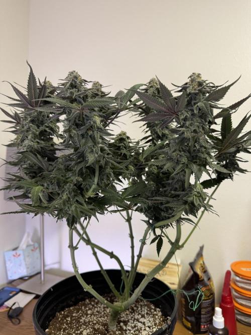 My first Grow (redo). Week 7