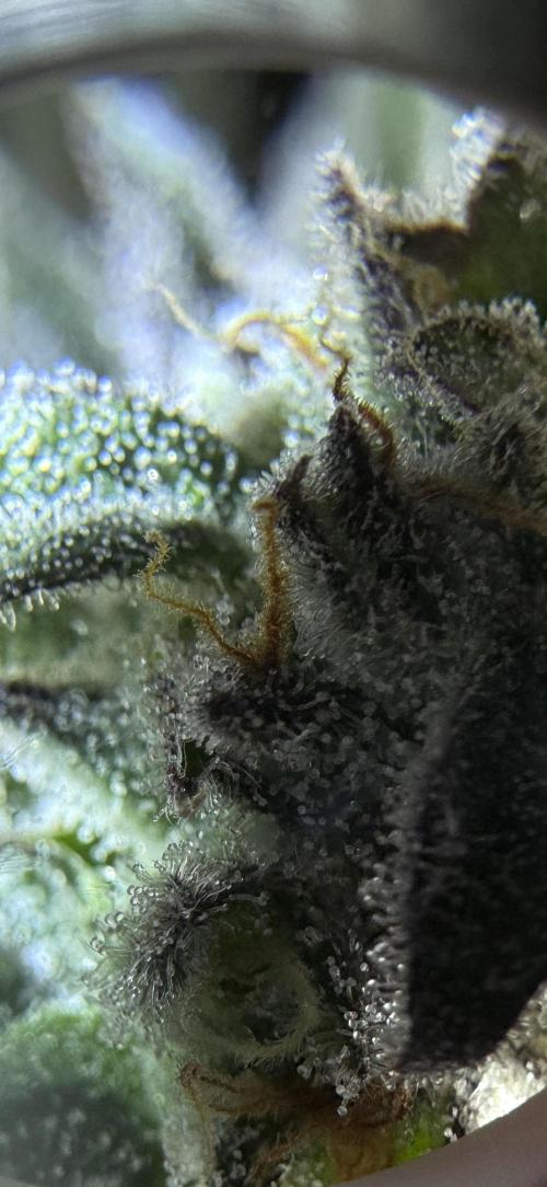My first Grow (redo). Week 7