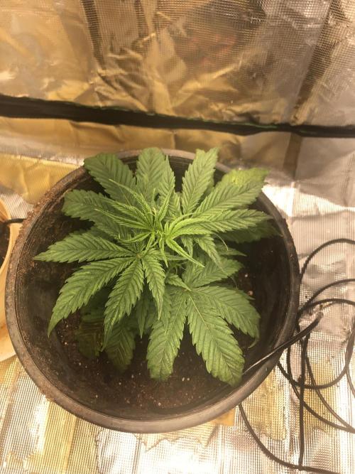 DankTENT. Week 0