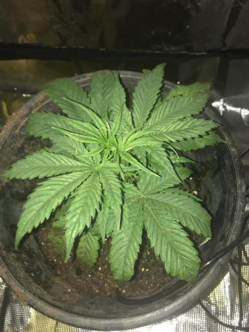 DankTENT. Week 0 - How does it look