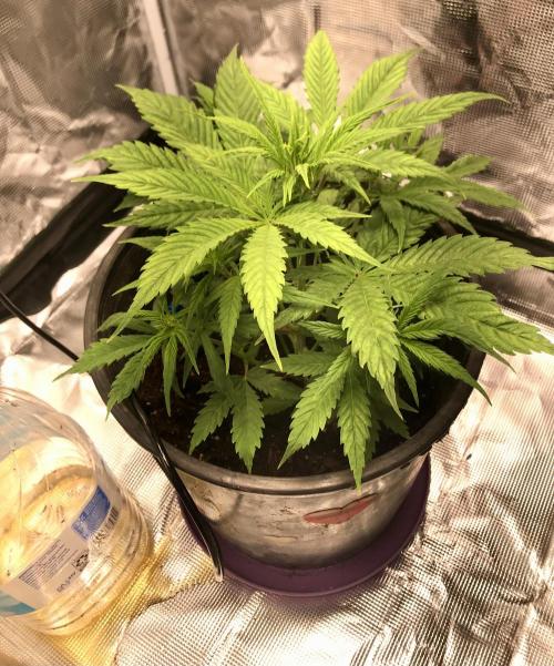 DankTENT. Week 2 - I think it’s in vegetation stage not quite sure tho it is a auto flowering seed.