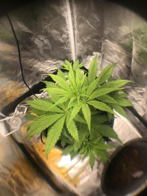 DankTENT. Week 2 - Help if it’s auto flowering and sprouted 27th oct wat stage?