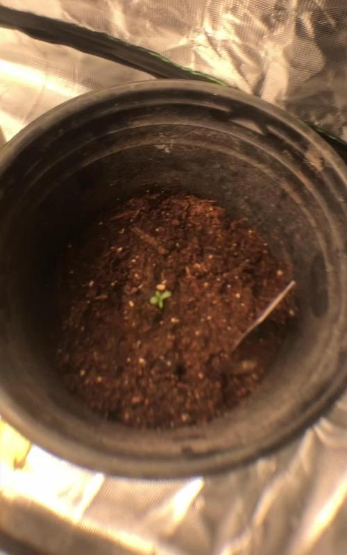 Banana Purple Punch Auto Flowering