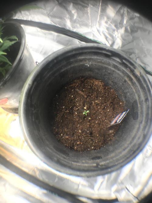 Banana Purple Punch Auto Flowering. Week 0