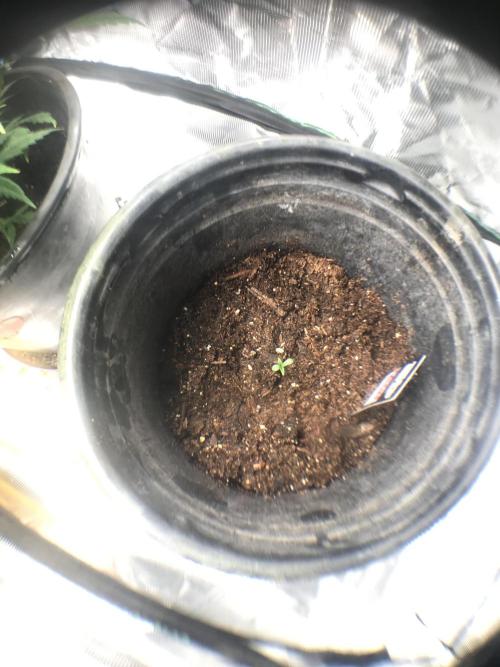 Banana Purple Punch Auto Flowering. Week 1