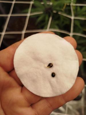 Comment by mgpeCZ photo #1