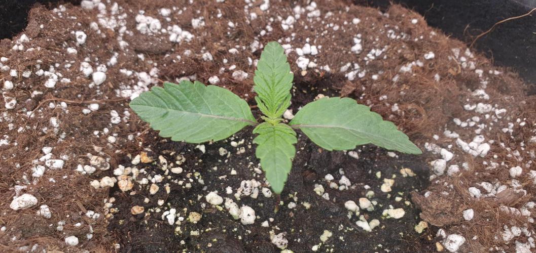 Daweed 4. Week 1 - 
Granny Candy 7 DAY