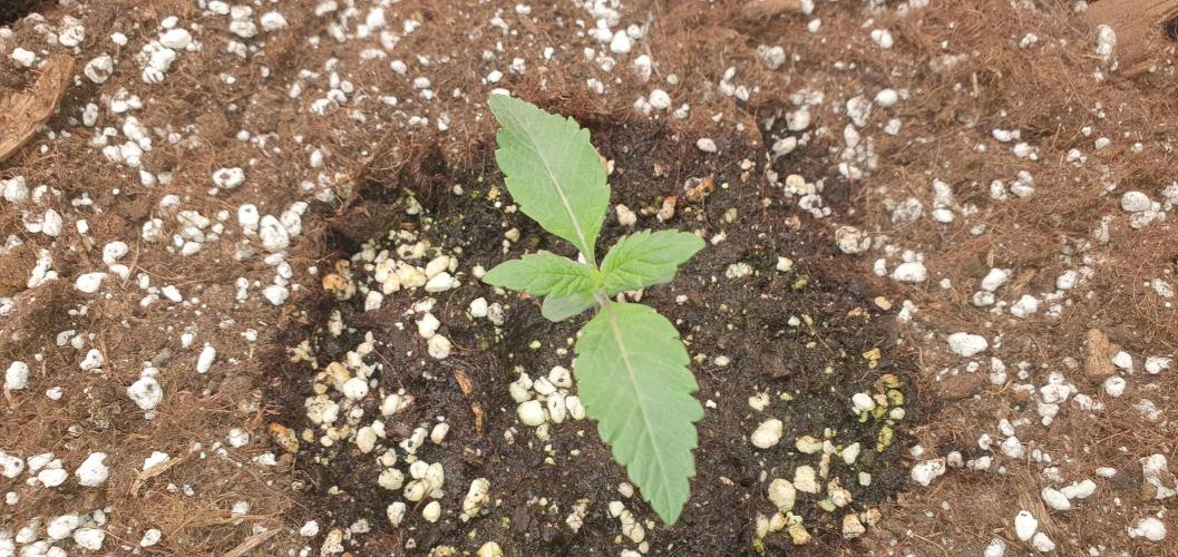 Daweed 4. Week 1 - 
Granny Candy 7 DAY