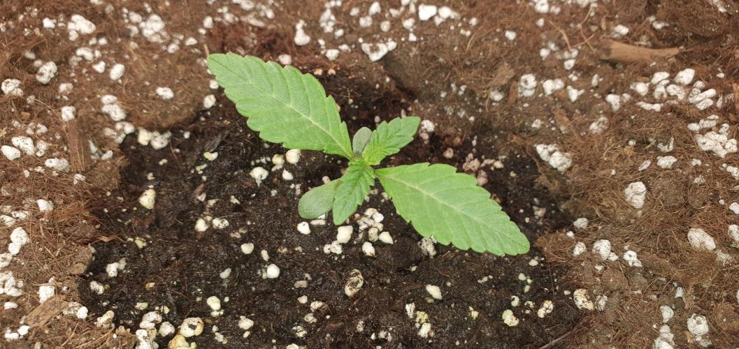 Daweed 4. Week 1 - 
Granny Candy 7 DAY