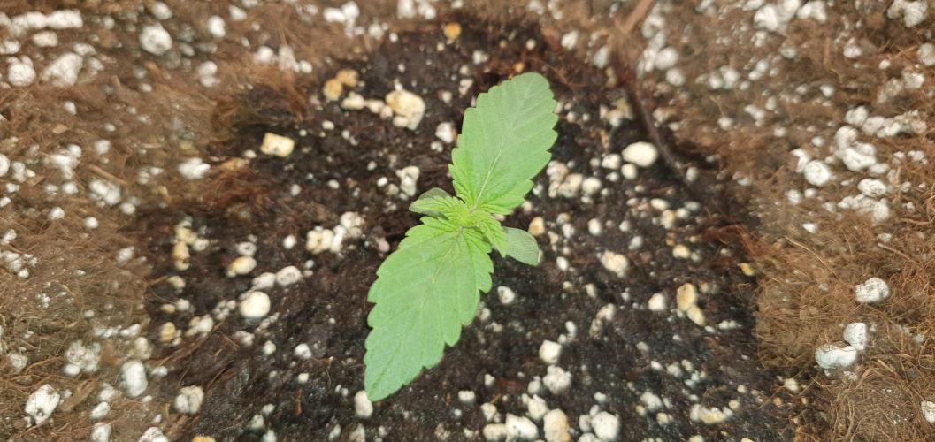 Daweed 4. Week 1 - 
Mimosa Evo 7 DAY