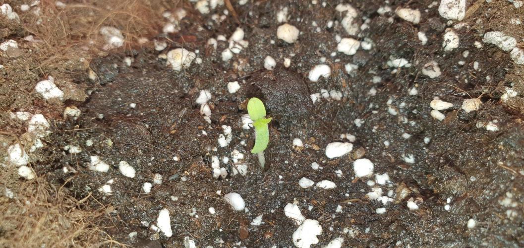 Daweed 4. Week 1 - Gelato 1 DAY