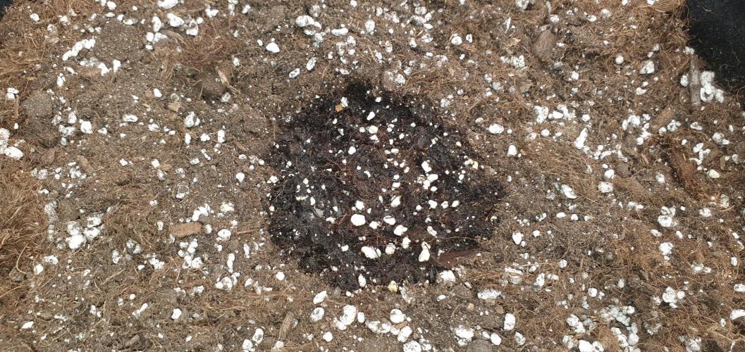 Daweed 4. Week 1 - Blue Gelato 41 0 DAY
        (last chance)