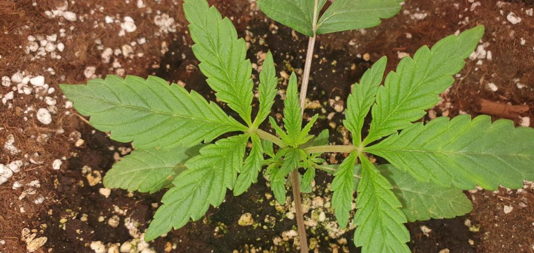 Daweed 4. Week 2 - Granny Candy 6cm