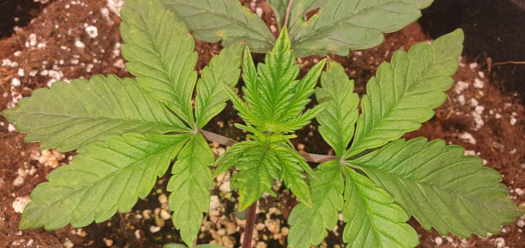 Daweed 4. Week 2 - Granny Candy  7cm