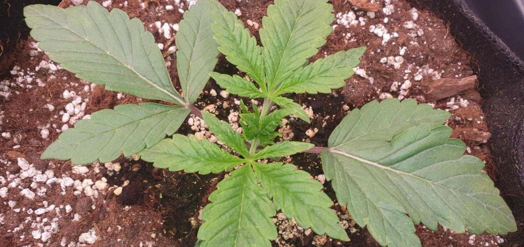 Daweed 4. Week 2 - Granny Candy  8cm