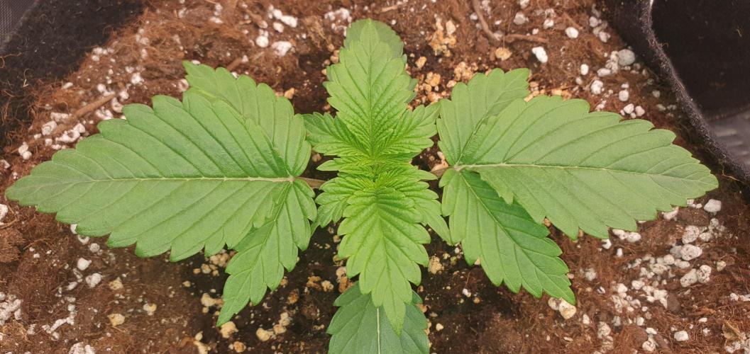 Daweed 4. Week 2 - Mimosa EVO 7cm