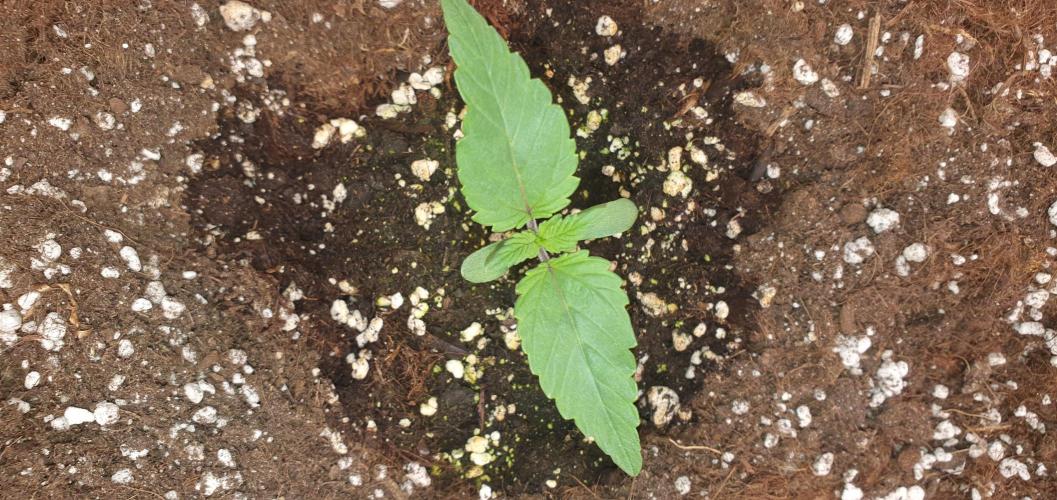 Daweed 4. Week 2 - Gelato 6cm 1 week