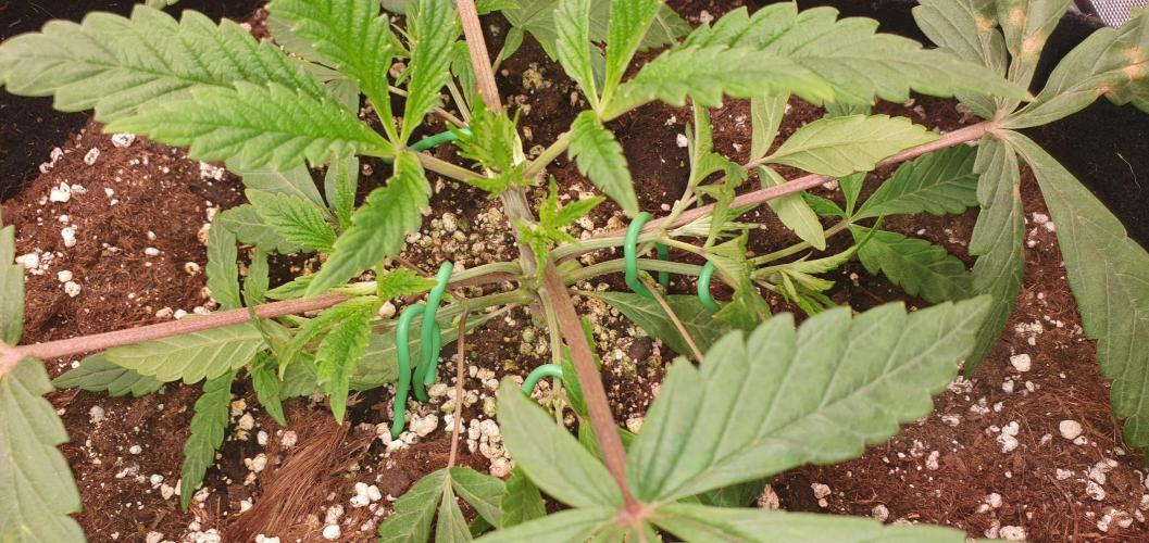 Daweed 4. Week 3 - Granny Candy 9cm asi trochu NEZMAR